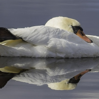 Yoga Nidra